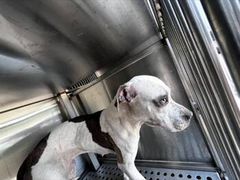 Rescue Mixed Breed Dogs for Adoption in Dallas, Texas - MOMMA | PetCurious