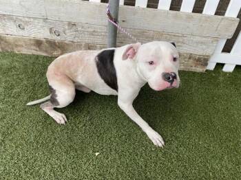 Pit Bull Terrier and Mixed Breed Dogs Available for Adoption in Modesto, California - A609288 | PetCurious