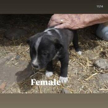 Shepherd and Mixed Breed Dogs Available for Adoption in Tacoma, Washington - Gravity | PetCurious