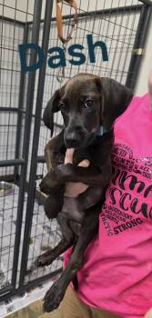 Rescue Labrador Retriever and Hound Dogs for Adoption in Bolivar, Tennessee - Dash #25226 | PetCurious