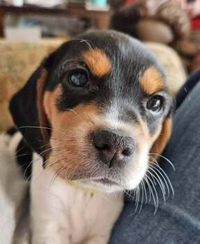 Beagle Dogs Available for Adoption - Sky Mia - Adoption Pending | PetCurious