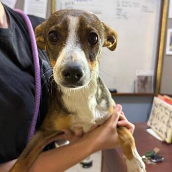 Chihuahua Dogs Available for Adoption in Casa Grande, Arizona - Stetson | PetCurious