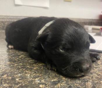 Dragon -  Labrador Retriever and Mixed Breed Dog for Adoption in Lockhart, Texas - Dragon | PetCurious