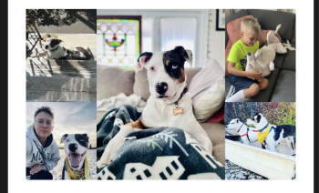 Rescue Catahoula Leopard Dog Dogs for Adoption in Ocean Township, New Jersey - Dolly (formerly Callie) | PetCurious