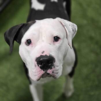 Rescue American Bulldog Dogs for Adoption in Racine, Wisconsin - Mr. Jones | PetCurious