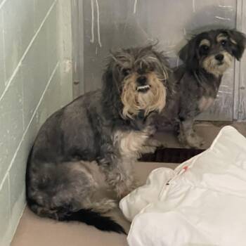 Valentina -  Miniature Schnauzer and Mixed Breed Dog for Adoption in Newark, New Jersey - Valentina | PetCurious