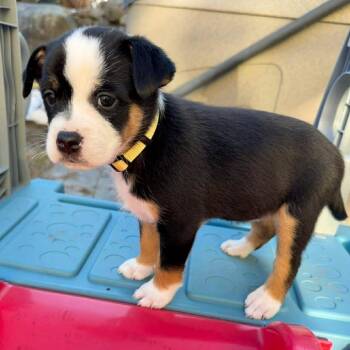 Hound Dogs Available for Adoption - CT Snow Avail Mar 28 | PetCurious