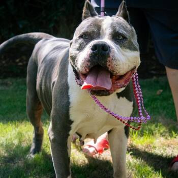 Danielle -  American Bully and Pit Bull Terrier Dog for Adoption in Houston, Texas - Danielle | PetCurious
