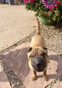Sienna -  Shar Pei Dog for Adoption in Lake Forest, California - Sienna | PetCurious