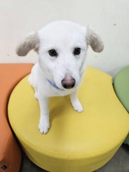 Jindo and Shiba Inu Dogs Available for Adoption - YEOREUM | PetCurious