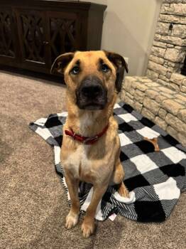 Rescue Husky Dogs for Adoption in Shawnee, Oklahoma - Patchouli | PetCurious