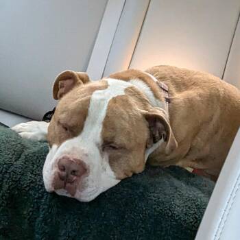 Pit Bull Terrier Dogs Available for Adoption - Disol | PetCurious