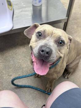 American Staffordshire Terrier and Mixed Breed Dogs Available for Adoption - Tally | PetCurious