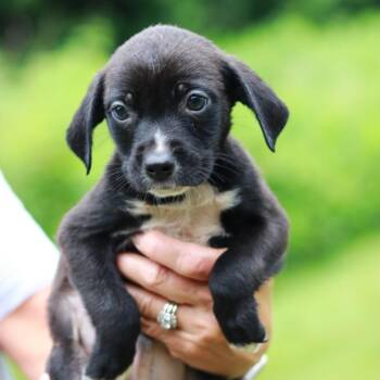 CT Chicken Tender avail Jul 4 -  Labrador Retriever and Mixed Breed Dog for Adoption in Stormville, New York - CT Chicken Tender Avail Jul 4 | PetCurious