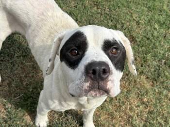RACOON -  Pit Bull Terrier and Mixed Breed Dog for Adoption in Tulsa, Oklahoma - RACOON | PetCurious
