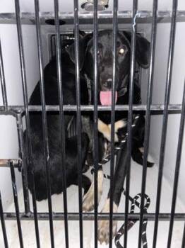 Miami -  Mixed Breed Dog for Adoption in Atlanta, Georgia - Miami | PetCurious