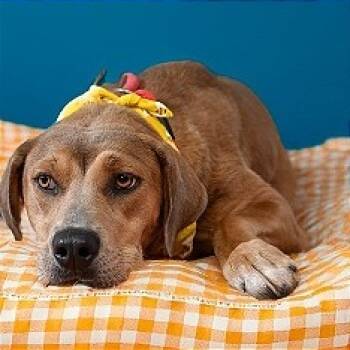 Rescue Labrador Retriever Dogs for Adoption in Brock, Texas - Rain | PetCurious