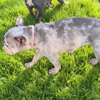 Opal -  French Bulldog Dog for Adoption in Las Vegas, Nevada - Opal | PetCurious