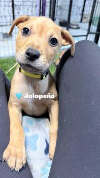 Labrador Retriever and Pit Bull Terrier Dogs Available for Adoption - Jalapeño  | PetCurious