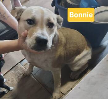 German Shepherd Dog Dogs Available for Adoption in Clinton, Missouri - Bonnie | PetCurious