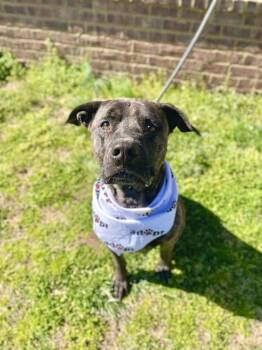 Presa Canario and Mastiff Dogs Available for Adoption in Dickson, Tennessee - Hercules | PetCurious