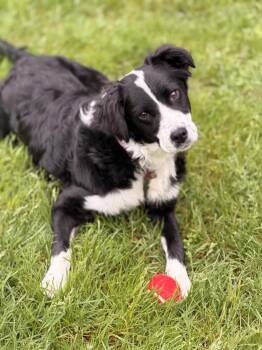 Border Collie and Australian Shepherd Dogs Available for Adoption in Sparta, New Jersey - Ruthie Ann | PetCurious