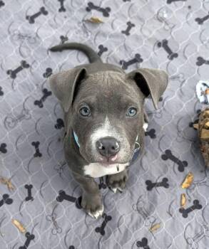 Jeff (LOCATED AT BTDR HQ) -  American Staffordshire Terrier Dog for Adoption in Leverett, Massachusetts - Jeff (LOCATED AT BTDR HQ) | PetCurious