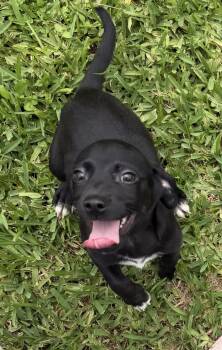 Felix -  Chihuahua Dog for Adoption in Louise, Texas - Felix | PetCurious