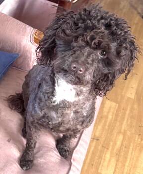 Spartan -  Miniature Poodle Dog for Adoption in Mount Airy, North Carolina - Spartan | PetCurious