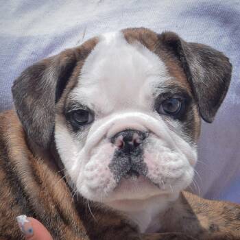 Enzo -  English Bulldog Dog for Adoption in Huntley, Illinois - Enzo | PetCurious
