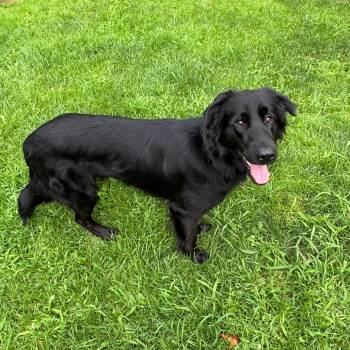 Maverick -  Mixed Breed Dog for Adoption in Middlebury, Vermont - Maverick | PetCurious