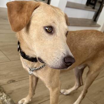 Harley -  Yellow Labrador Retriever and Mixed Breed Dog for Adoption in Abbotsford, British Columbia - Harley | PetCurious