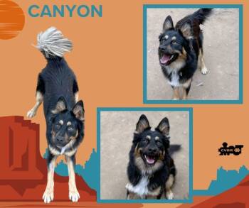 Rescue Australian Shepherd and Border Collie Dogs for Adoption in Lindsay, California - Canyon | PetCurious