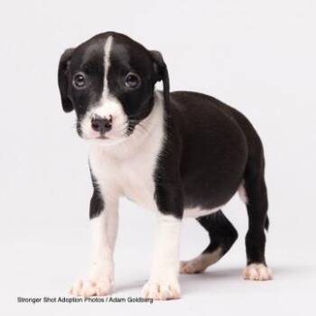 Pop -  Mixed Breed Dog for Adoption in Bentonville, Arkansas - Pop | PetCurious