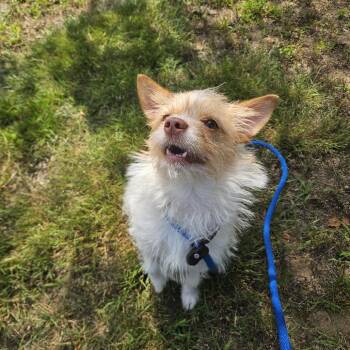 Emma -  Mixed Breed Dog for Adoption in Conway, New Hampshire - Emma | PetCurious