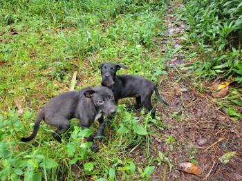 Rescue Rat Terrier and Black Labrador Retriever Dogs for Adoption in Savannah, Georgia - Max And Mary | PetCurious