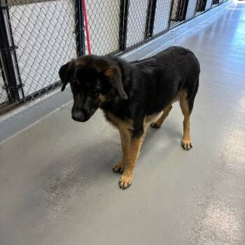Rescue German Shepherd Dog Dogs for Adoption in Morganfield, Kentucky - Bear | PetCurious