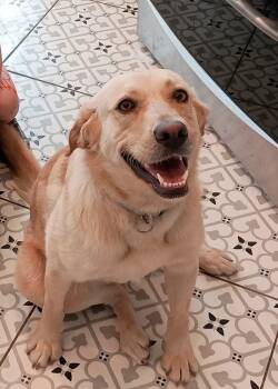 Rescue Yellow Labrador Retriever Dogs for Adoption in Millcreek, Utah - Daisy | PetCurious