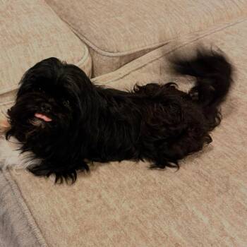 Pekingese and Mixed Breed Dogs Available for Adoption in Baton Rouge, Louisiana - Charleston | PetCurious