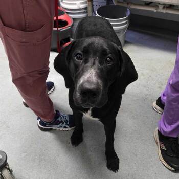 Ace -  Black Labrador Retriever and Hound Dog for Adoption in Spruce Pine, North Carolina - Ace | PetCurious