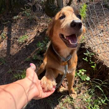 Chiques -  Mixed Breed Dog for Adoption in Summerville, South Carolina - Chiques | PetCurious