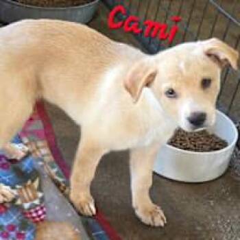Cami -  Labrador Retriever and Golden Retriever Dog for Adoption in Watertown, Connecticut - Cami | PetCurious