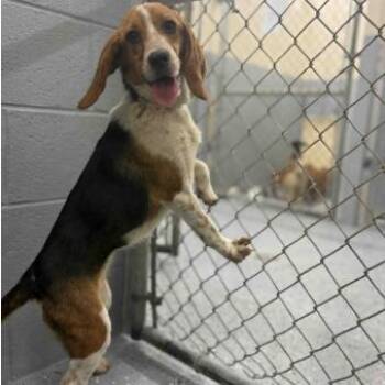 Junebug -  Beagle and Mixed Breed Dog for Adoption in Fairfax, Virginia - Junebug | PetCurious