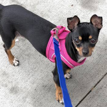 Bitsy -  Miniature Pinscher Dog for Adoption - Bitsy | PetCurious
