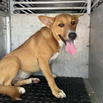 Arizona -  Shar Pei and Mixed Breed Dog for Adoption in Edinburg, Texas - Arizona | PetCurious