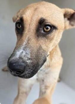 A660541 -  Black Mouth Cur and Belgian Shepherd Malinois Dog for Adoption in Houston, Texas - A660541 | PetCurious
