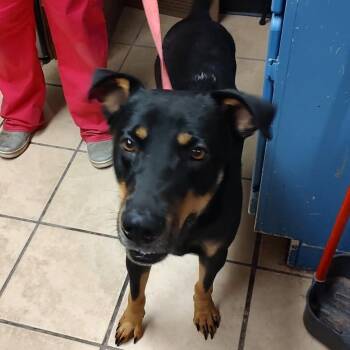 Damian -  Shepherd and Rottweiler Dog for Adoption in Newport, North Carolina - Damian | PetCurious
