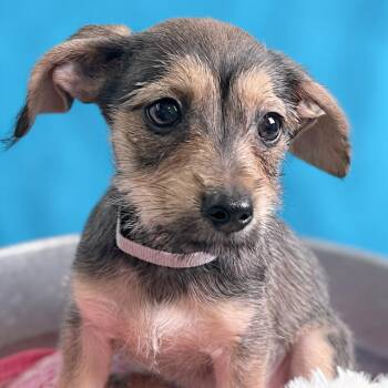 Yuna -  Chihuahua and Dachshund Dog for Adoption in Boerne, Texas - Yuna | PetCurious