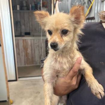 Sharise -  Pomeranian Dog for Adoption in Normal, Illinois - Sharise | PetCurious
