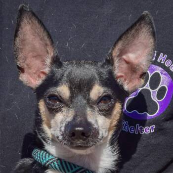 Simba -  Chihuahua and Dachshund Dog for Adoption in Huntley, Illinois - Simba | PetCurious